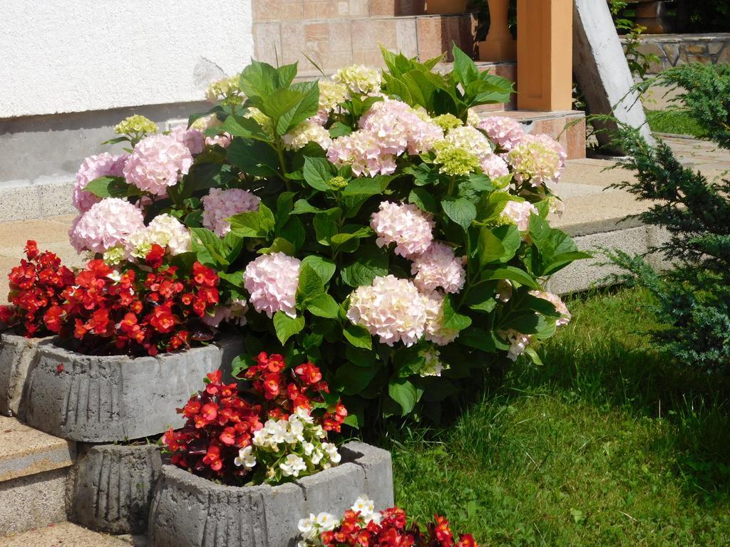Guesthouse Sara Grabovac  Bagian luar foto